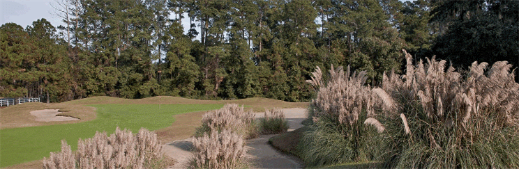 Image: Looking at green through orimental grasses and sand traps