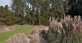 Image: Looking at green through orimental grasses and sand traps
